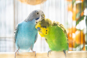 Two budgerigars preening against a sunny background and blurry orange tree.